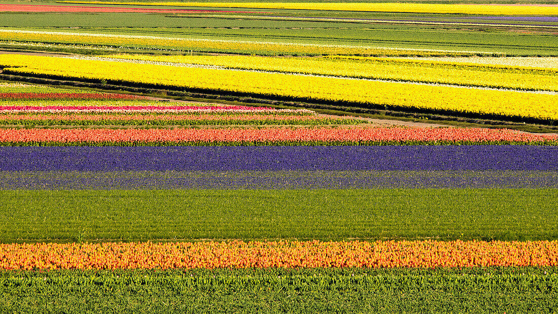 Niederlande, Noord Holland. Landwirtschaftliches Feld mit Tulpen.