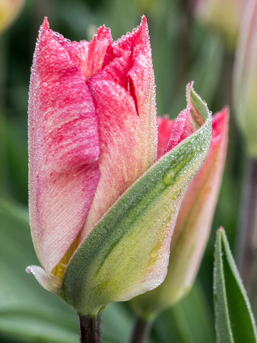 Niederlande, Noord-Holland. Nahaufnahme einer rosa gefärbten Tulpe.