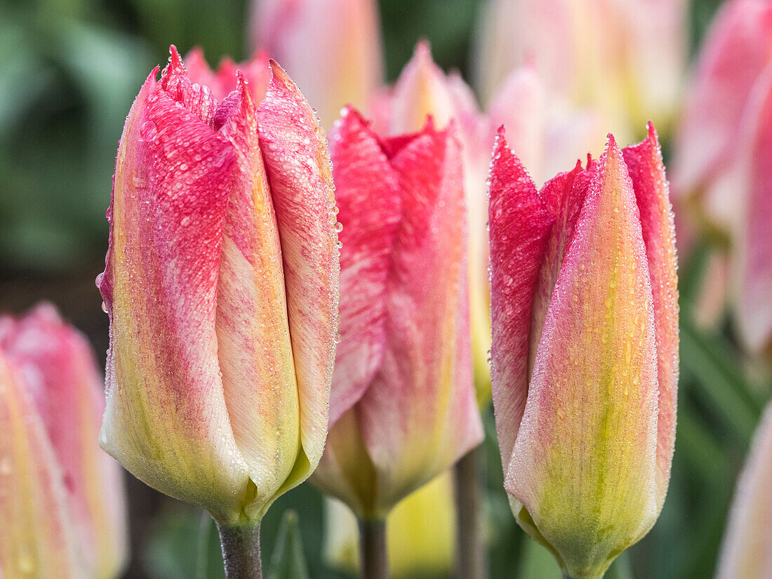 Niederlande, Noord Holland. Nahaufnahme einer rosa panaschierten Tulpe.