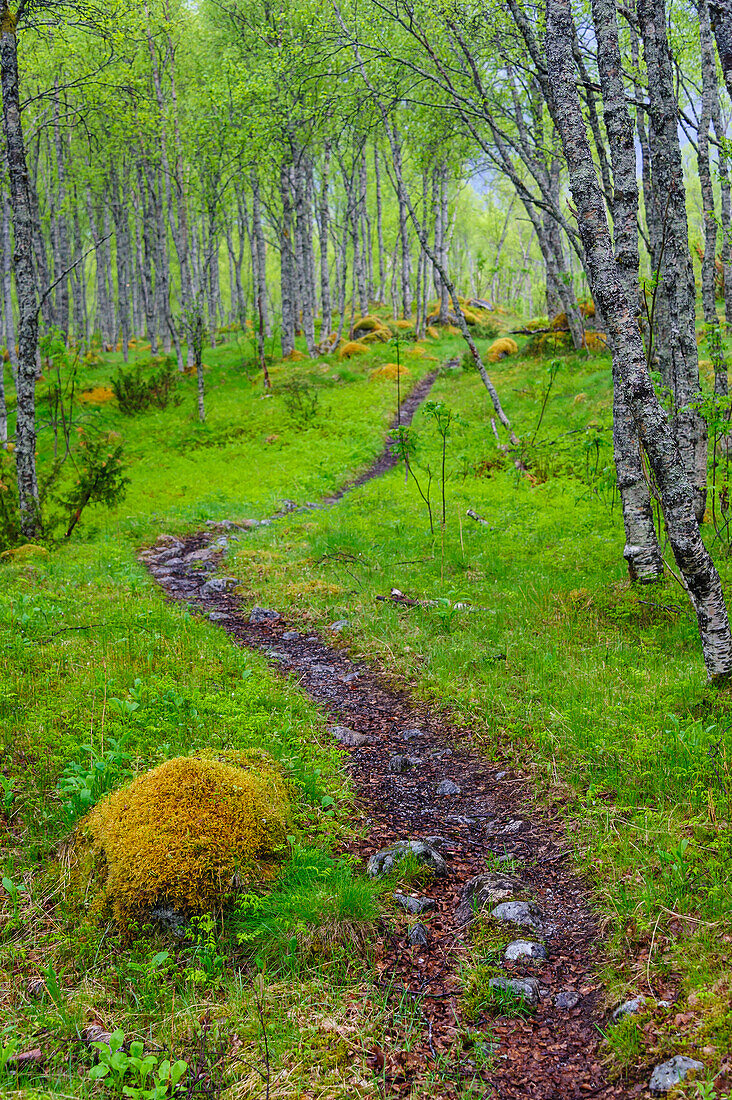 Norway, Nordland, Tysfjord. Trail through birch forest, that leads to Stetind (Norway's national mountain).