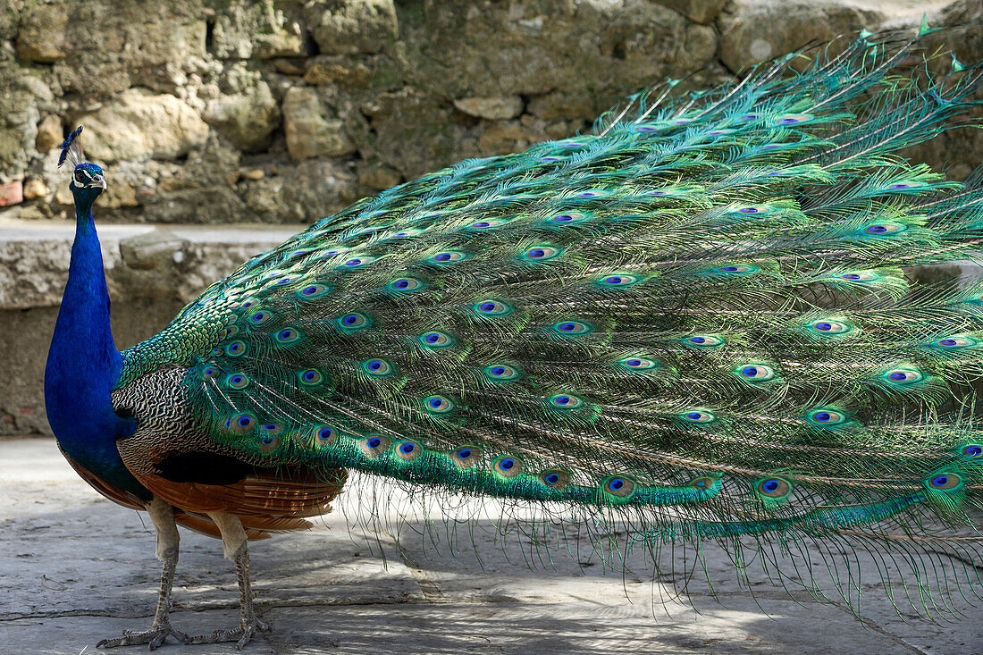 Lissabon, Portugal. Castelo Sao Jorge. Pfaue auf dem Schlossgelände. Die Männchen zeigen ihr Federkleid, Frühjahrspaarung.