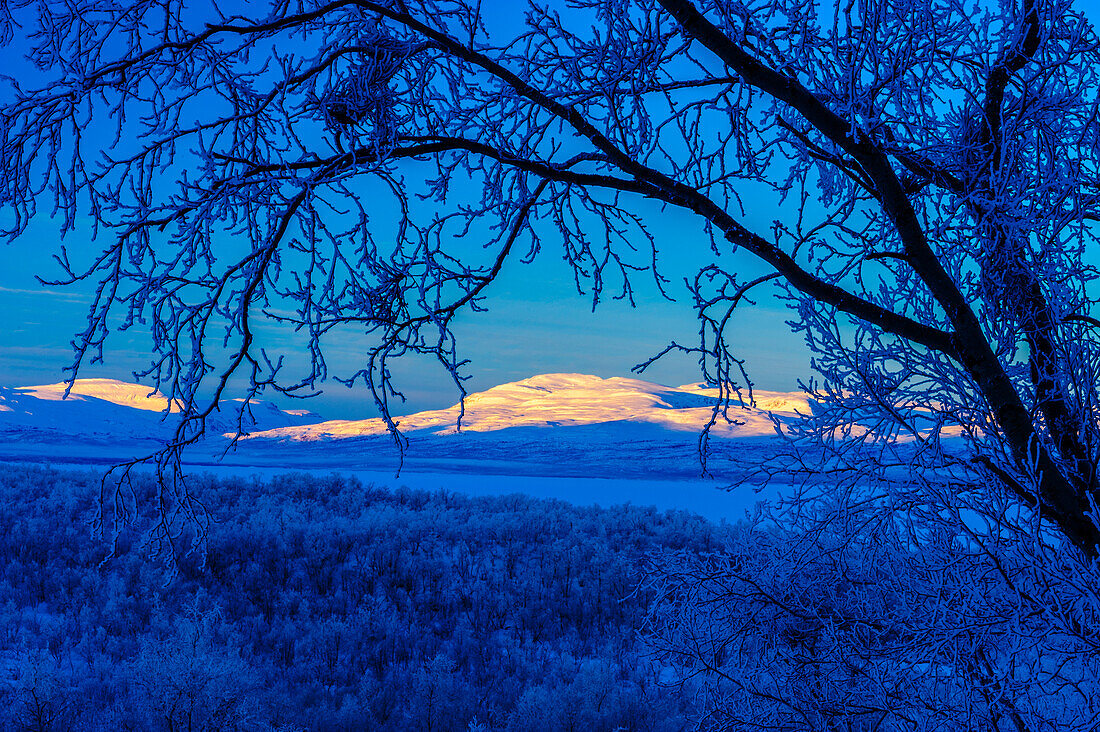 Sweden, Norrbotten, Abisko. Winter light over frosted birch forest and Torne Lake.