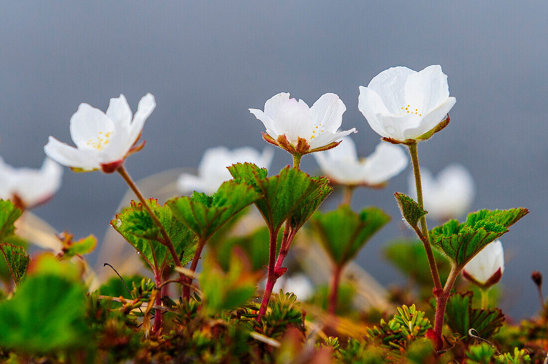 Schweden, Norrbotten, Abisko, Stordalen Naturschutzgebiet. Blühende Moltebeerpflanzen (Rubus chamaemorus).