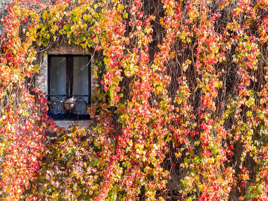 Italy, Tuscany, Pienza. Ivy covered wall along the streets.