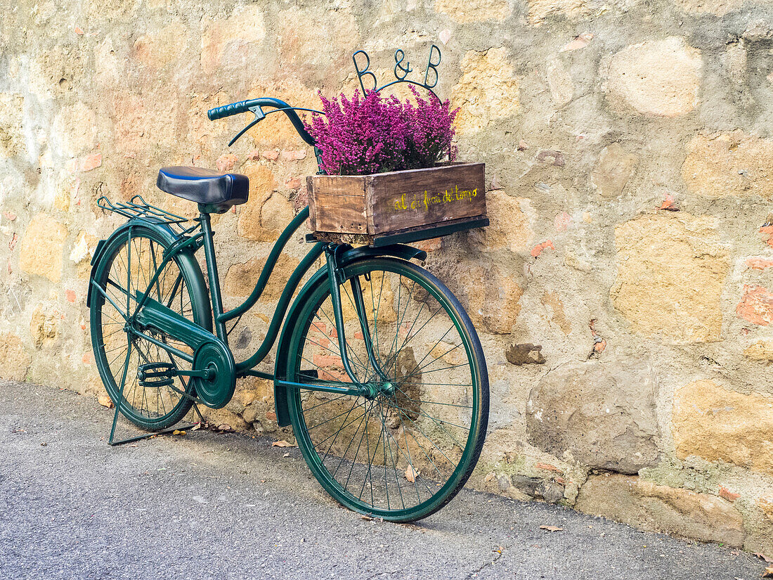 Italien, Toskana, Monticchiello. Fahrrad mit leuchtend rosa Heidekraut im Korb.