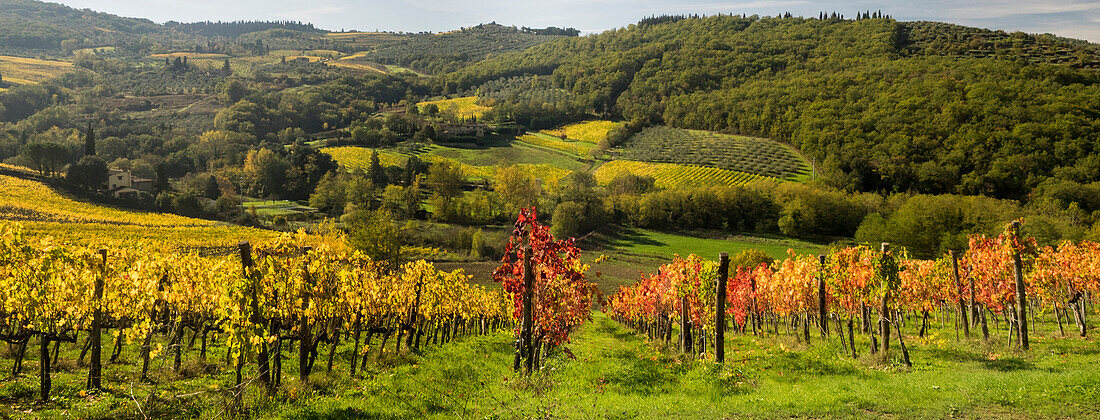 Italy, Tuscany. Panoramic view of a colorful vineyard in the Tuscan landscape.