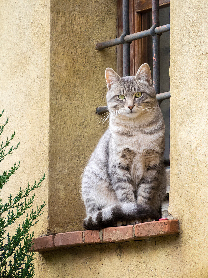 Italy, Tuscany, Pienza. Cat sitting on a window ledge along the streets.