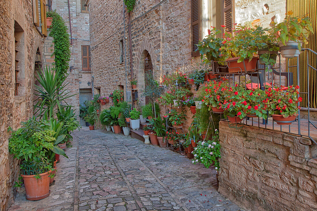 Italy, Umbria. Scenic sight in Spello, flowery and picturesque village.
