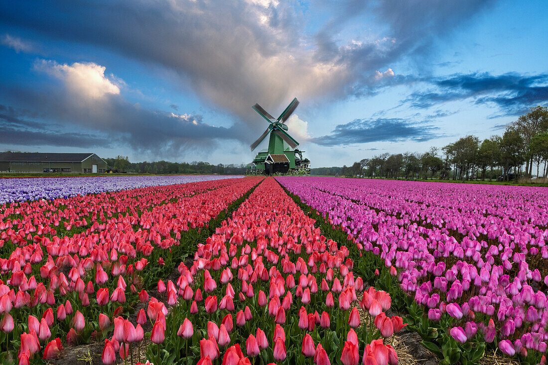 Europe, Holland. Composite of windmill and rows of tulips.
