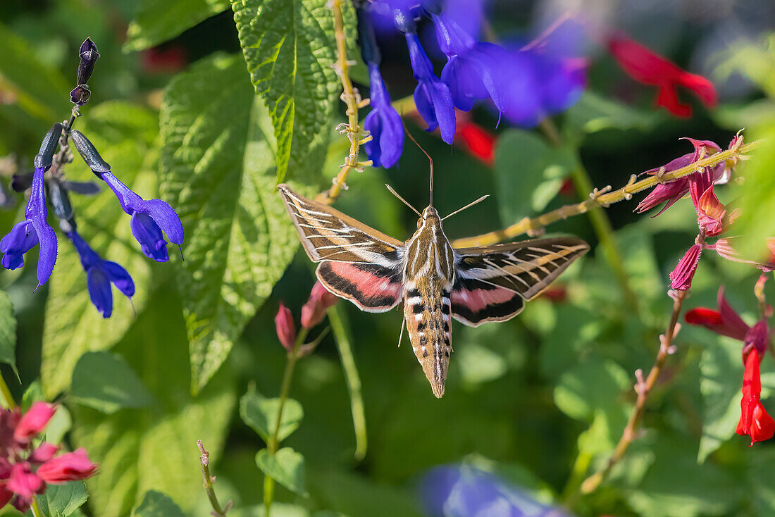 White-lined Sphinx on salvia