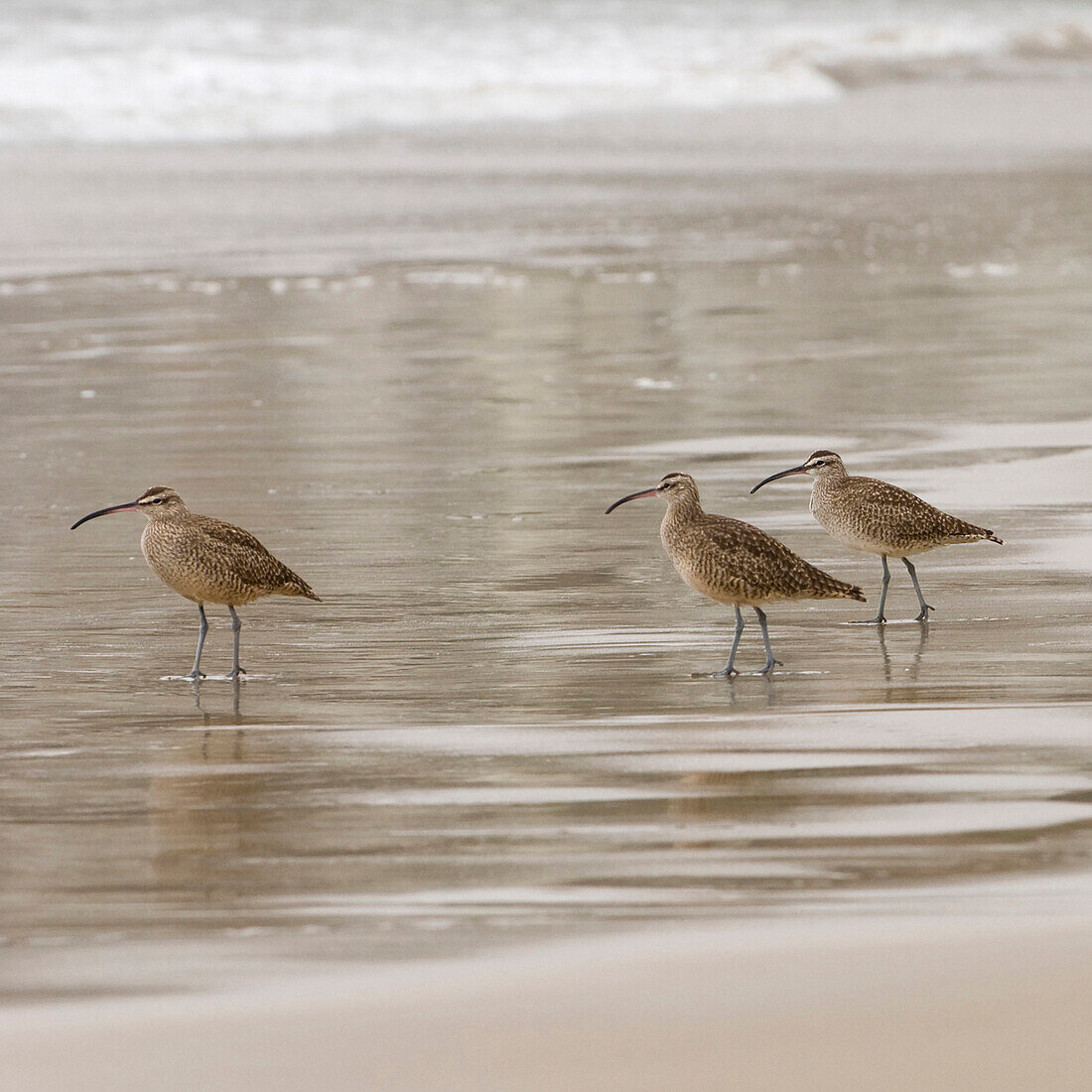 USA, California, Pismo Beach. Whimbrels parading in early morning fog during low tide.