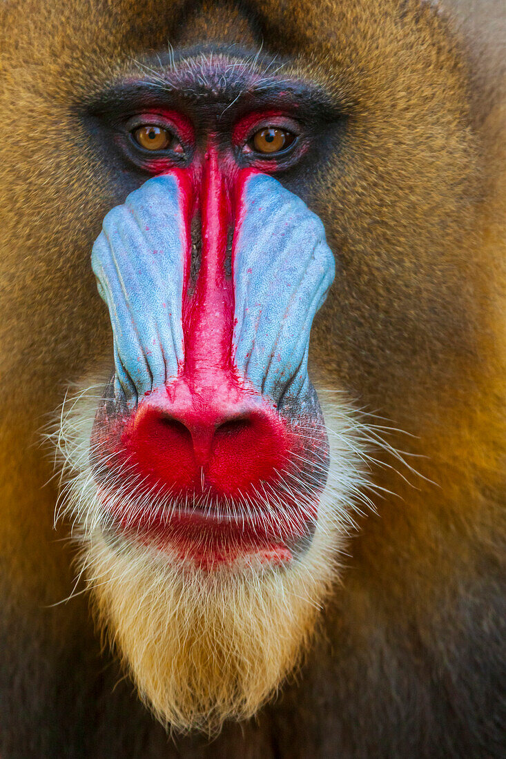 Close-up of the face of a mandrill (Mandrillus sphinx). Captive.