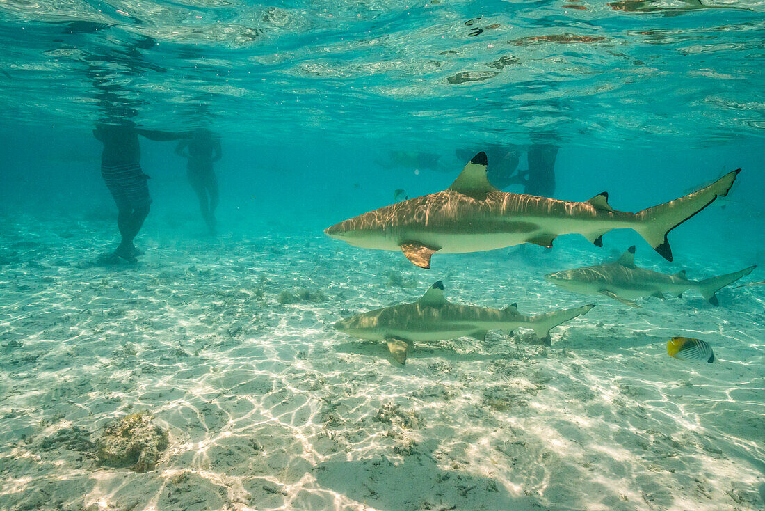 French Polynesia, Bora Bora. Black-tip reef sharks near tourists.