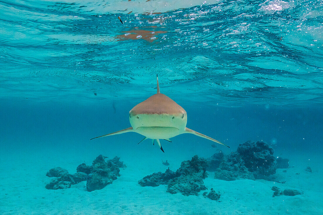 French Polynesia, Moorea. Front view of black-tipped reef shark.