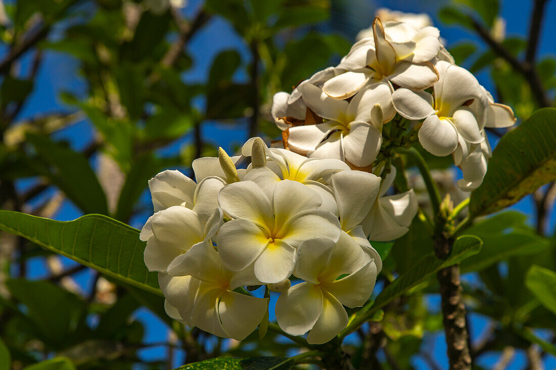 Französisch-Polynesien, Taha'a. Nahaufnahme von weißen Plumeriablüten.