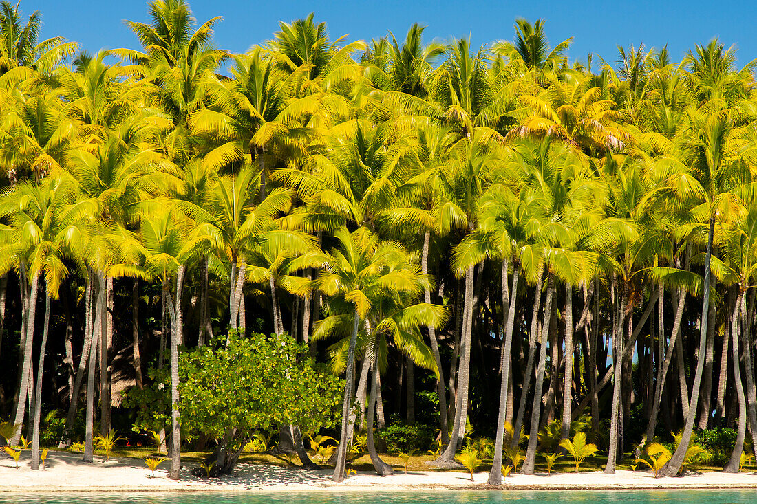 Französisch-Polynesien, Bora Bora. Palmen und Strand.