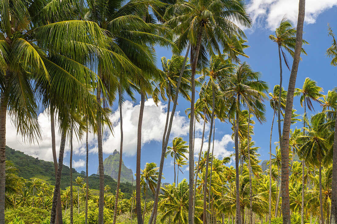 French Polynesia, Moorea. Bali Hai mountain and palm trees.