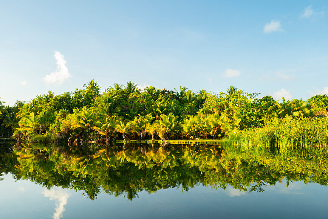 French Polynesia, Taha'a. Tropical jungle reflects in lagoon.