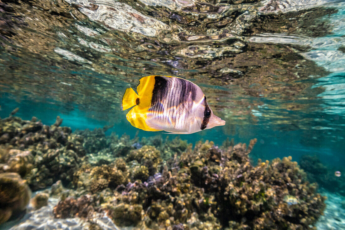 Französisch Polynesien, Taha'a. Korallenlandschaft mit einem einsamen Pazifischen Doppelsattel-Falterfisch.