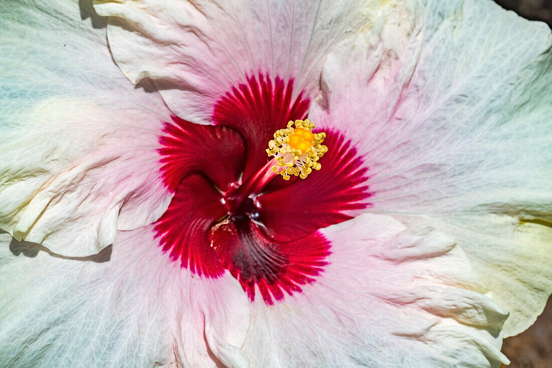 Tropical Hibiscus flower, Moorea, Tahiti.