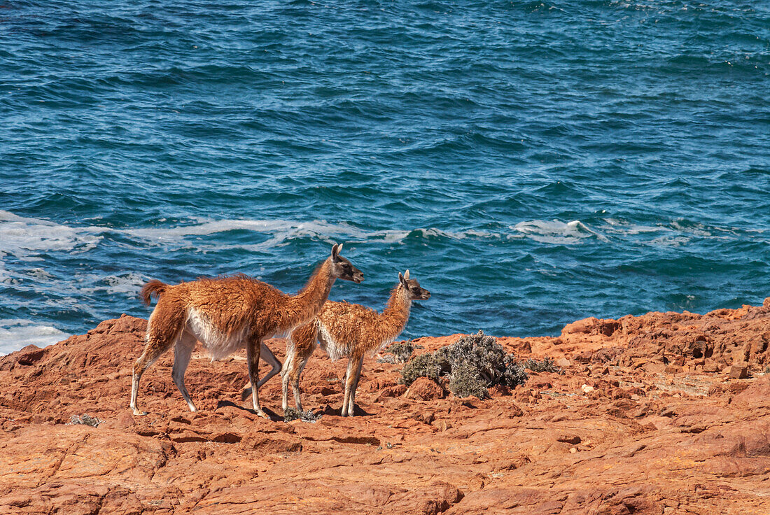 Argentina, Patagonia. Two guanacos traverse rocky cliff