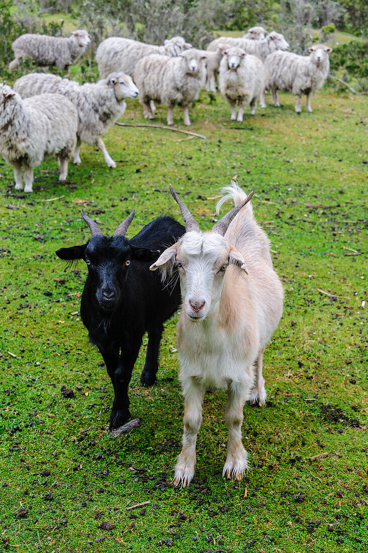 Chile, Aysen. Ziegen und Schafe auf der Weide in einem Campo.