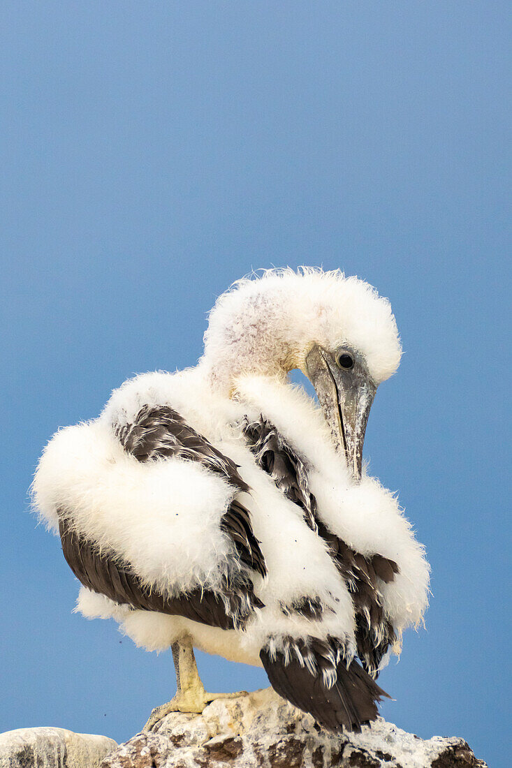 Ecuador, Galapagos National Park, Espanola Island. Nazca booby chick preening.