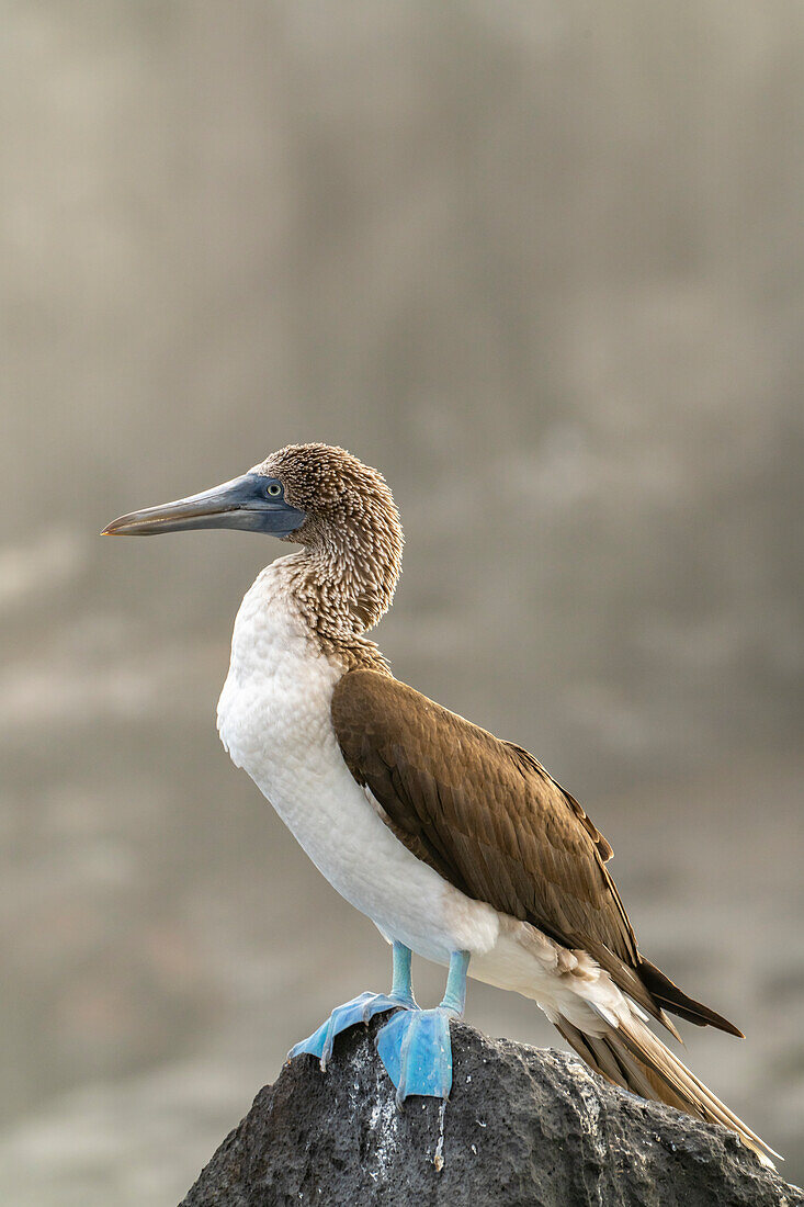 Ecuador, Galapagos-Nationalpark, Isla Lobos. Blaufußtölpel auf einem Felsen.