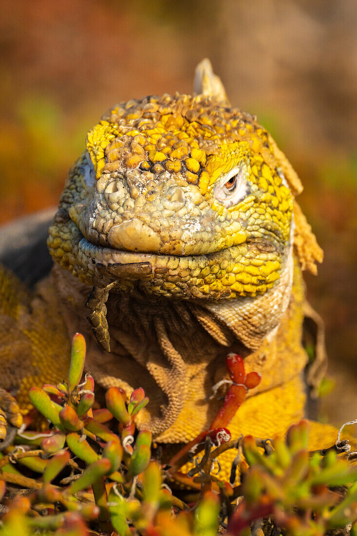 Ecuador, Galapagos National Park, South Plaza Island. Land iguana close-up.