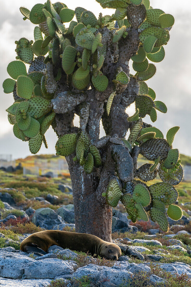 Ecuador, Galapagos National Park, South Plaza Insel. Seelöwe ruht neben einem Kaktus.