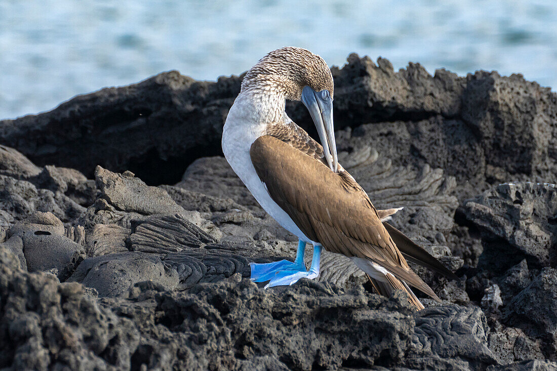 Ecuador, Galapagos National Park, Santiago Island. Blue-footed booby preening on volcanic rock.