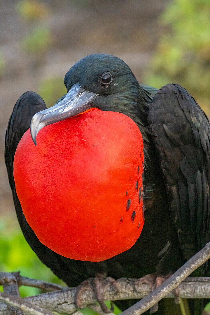 Ecuador, Galapagos National Park, Genovesa Island. Frigatebird male displaying.