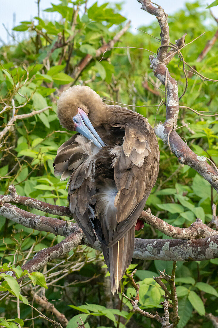 Ecuador, Galapagos National Park, Genovesa Island. Red-footed booby preening in tree.