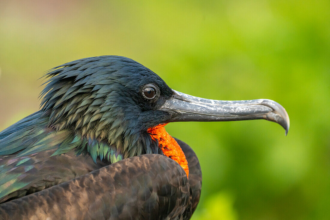 Ecuador, Galapagos-Nationalpark, Genovesa-Insel. Fregattvogel-Männchen im Profil.