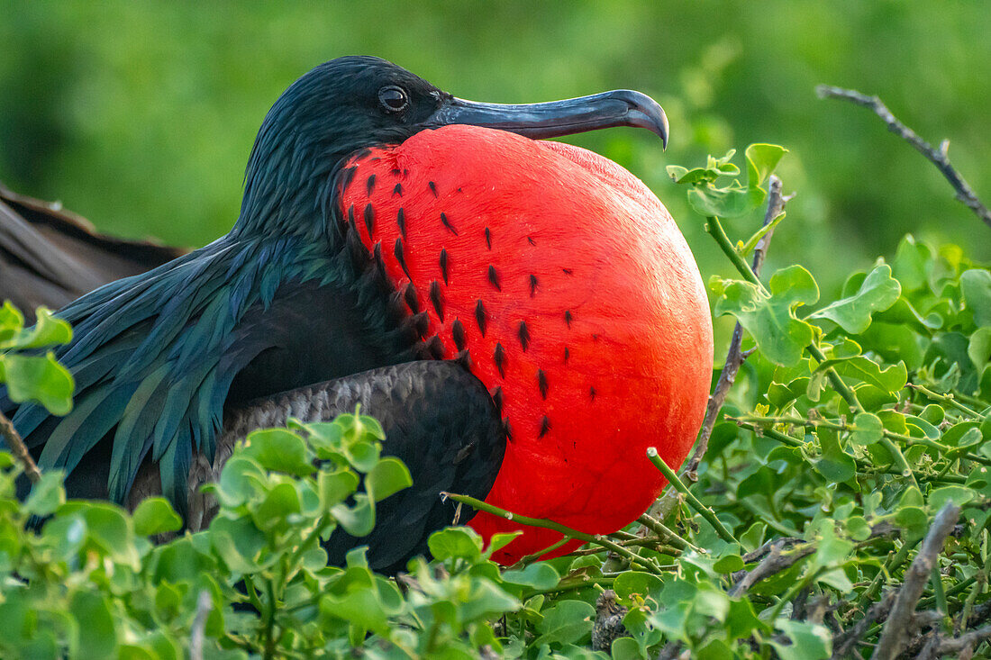 Ecuador, Galapagos National Park, Genovesa Island. Frigatebird male displaying.