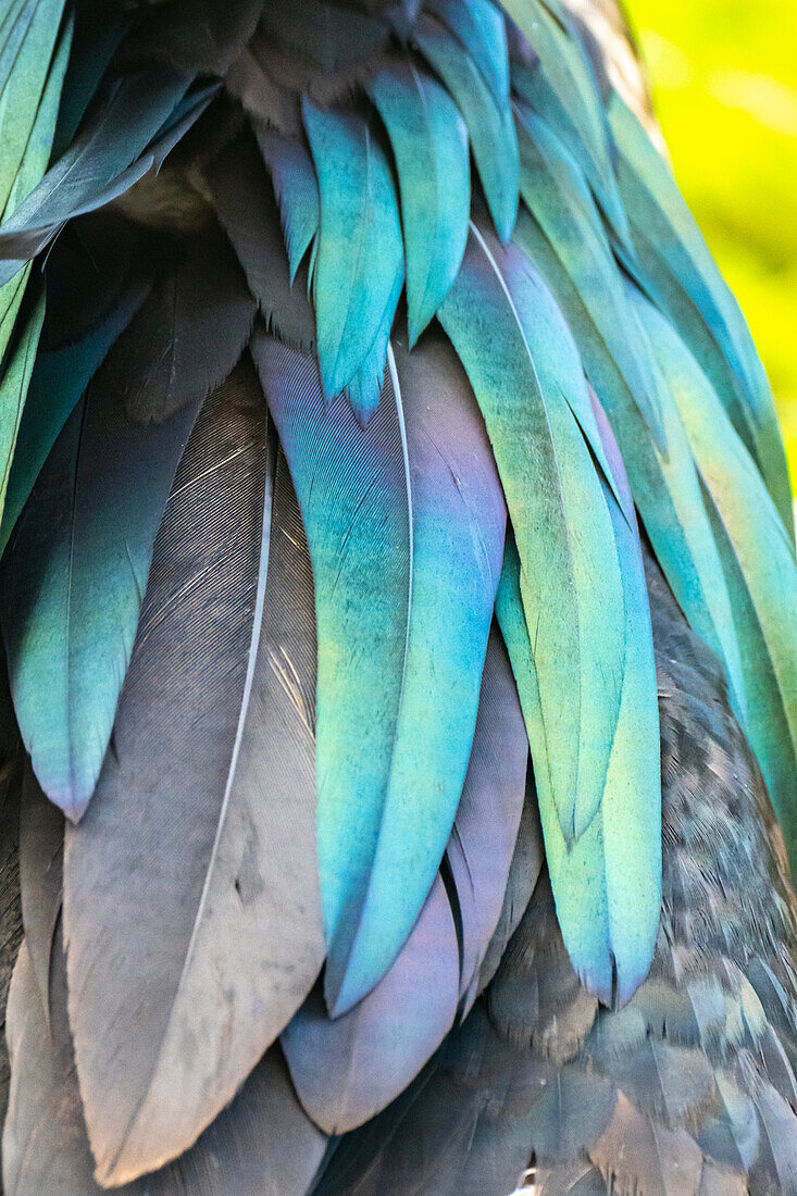 Ecuador, Galapagos-Nationalpark, Genovesa-Insel. Nahaufnahme von schillernden Fregattvogelfedern.