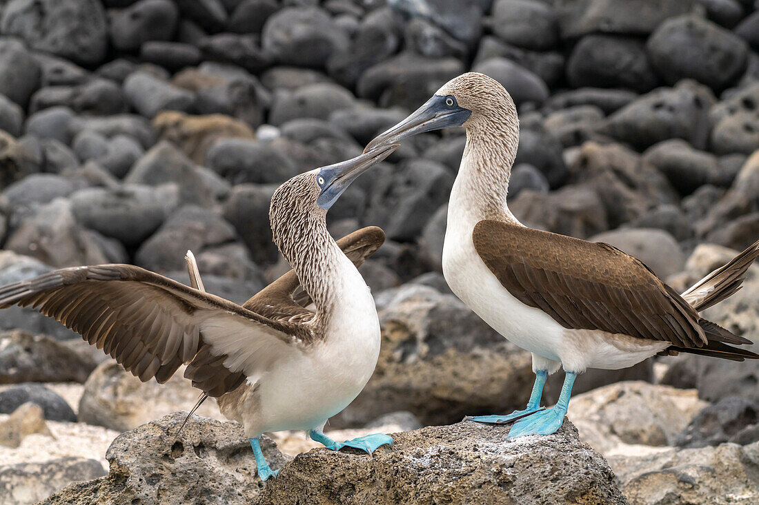 Ecuador, Galapagos National Park, Isla Lobos. Blue-footed booby pair courtship.