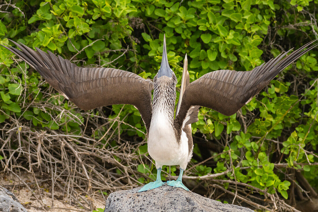 Ecuador, Galapagos-Nationalpark, Isla Lobos. Blaufußtölpel im Himmel zeigenden Verhalten.