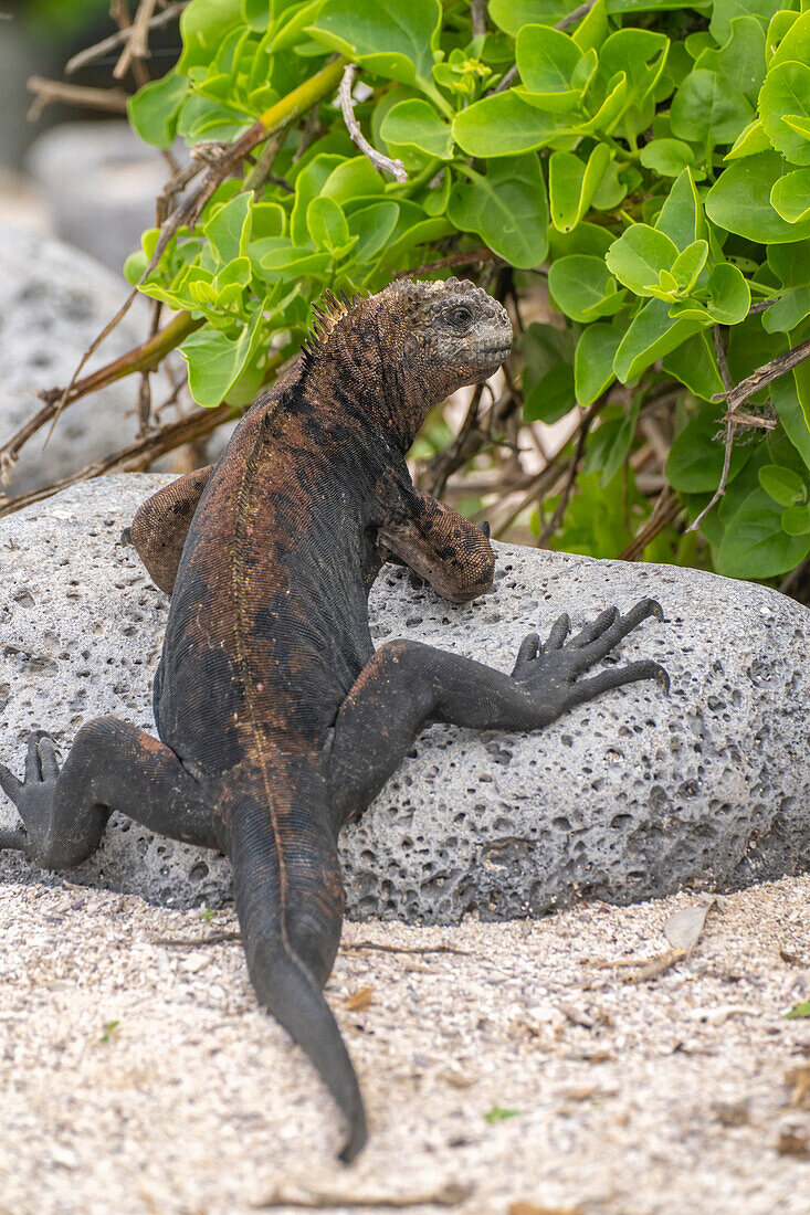 Ecuador, Galapagos National Park, Mosquera Island. Marine iguana on rock.