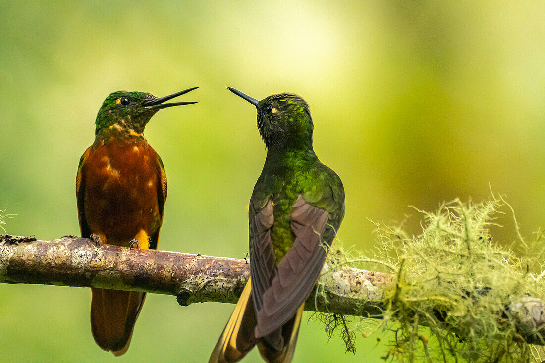 Ecuador, Guango. Chestnut-breasted coronet hummingbirds close-up.