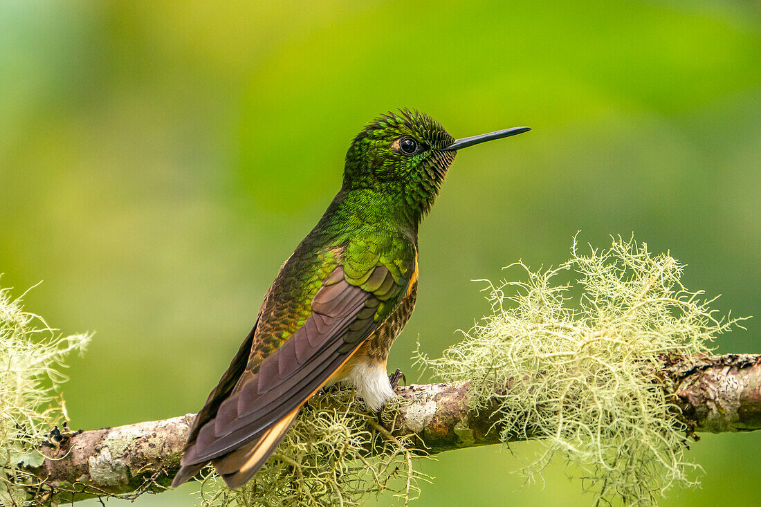 Ecuador, Guango. Büffelschwanz-Koronetkolibri, Nahaufnahme.