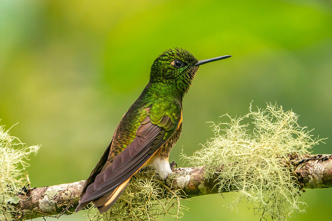 Ecuador, Guango. Buff-tailed coronet hummingbird close-up.