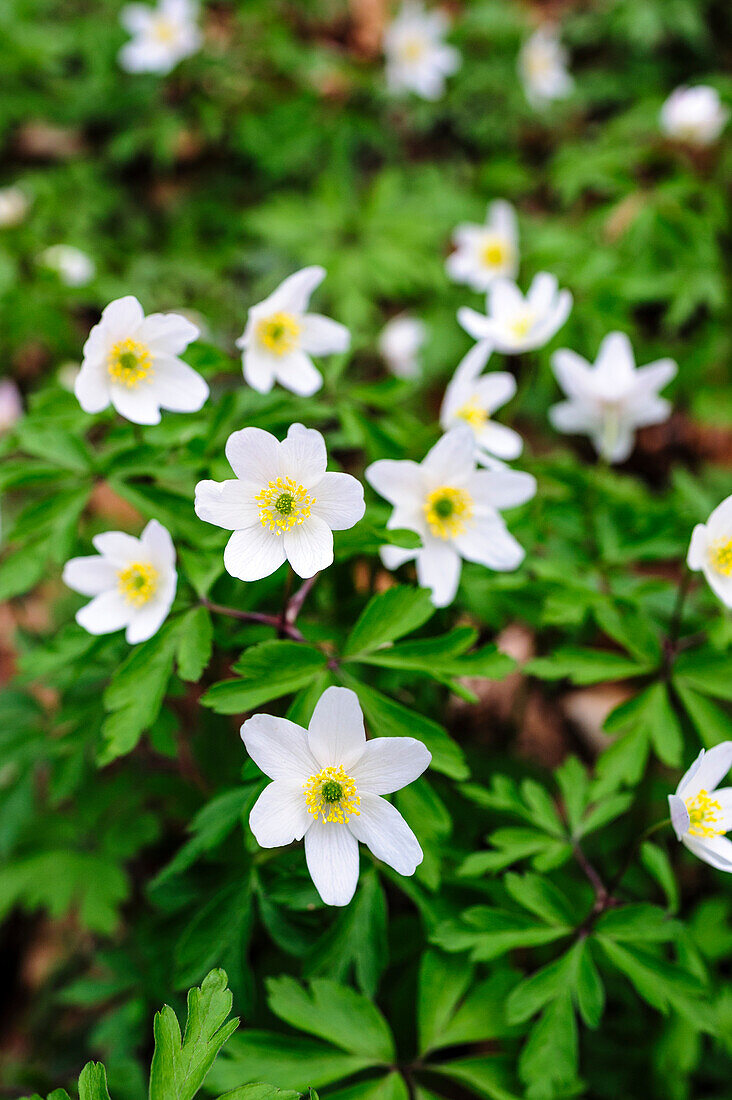 Schweden, Skane. Buschwindröschen (Anemone nemorosa), blühend im zeitigen Frühjahr.