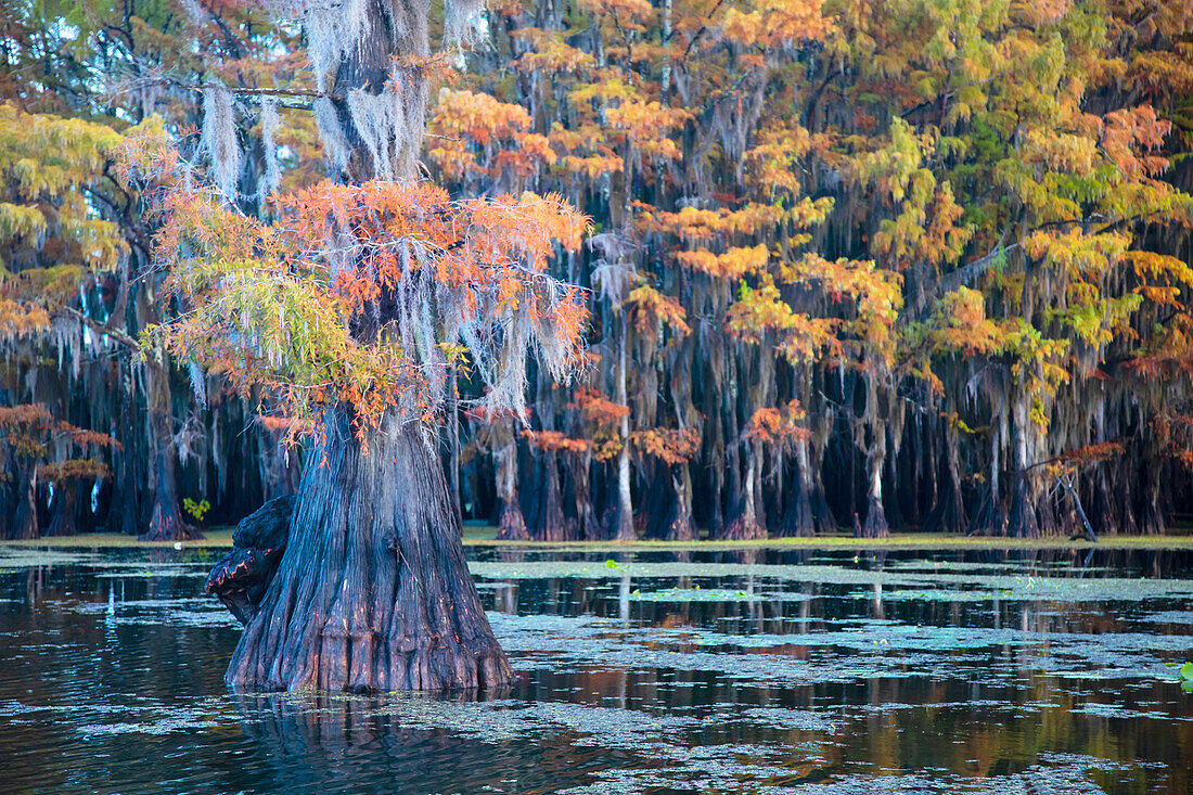 Bald cypress in autumn color