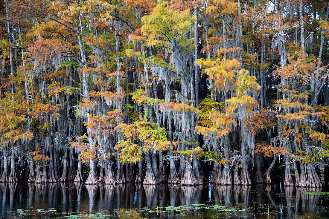 Sumpfzypressen und Seerosen am Caddo Lake, Texas