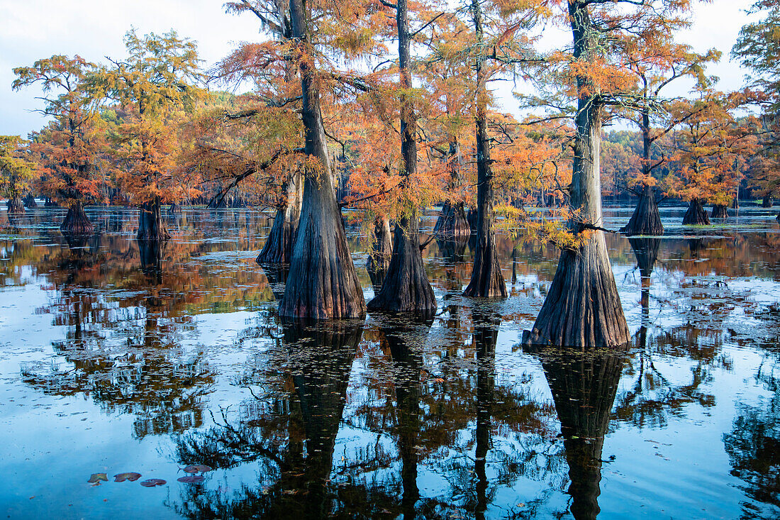 Bald cypress in fall color