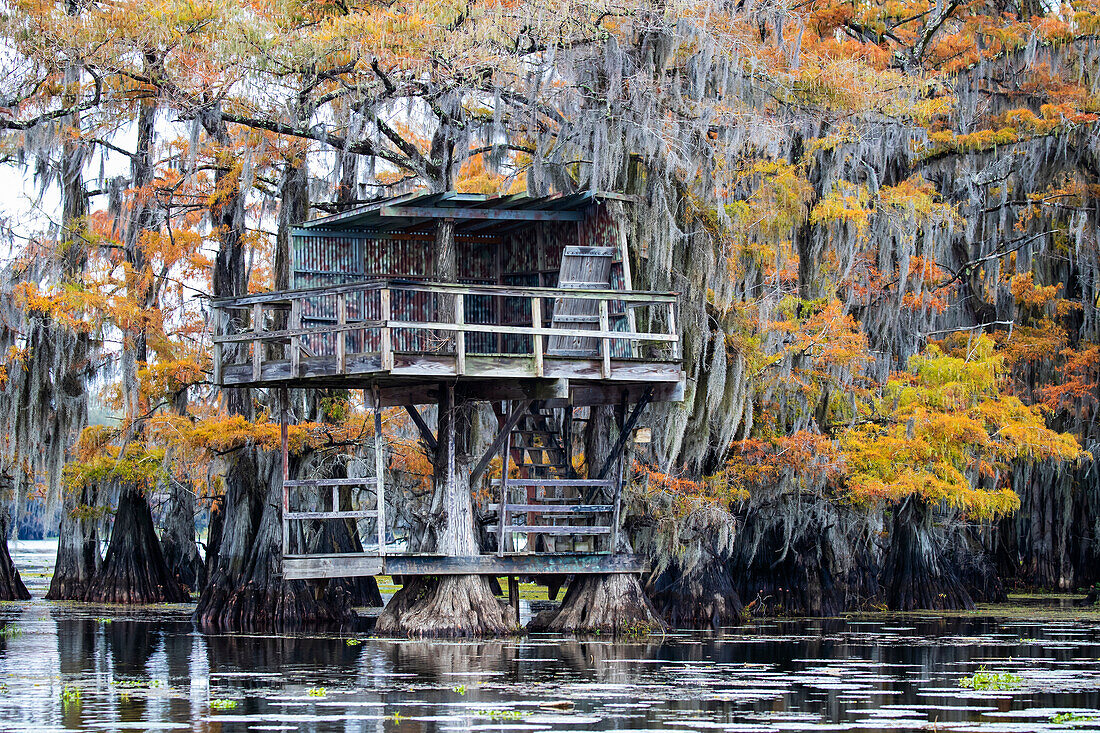 Bald cypress in autumn color