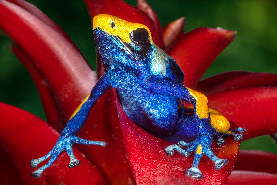 Close-up of poison dart frog on plant.