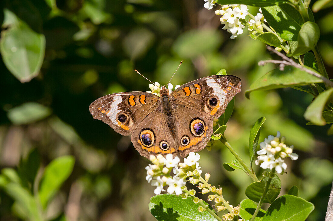 Common buckeye butterfly nectaring