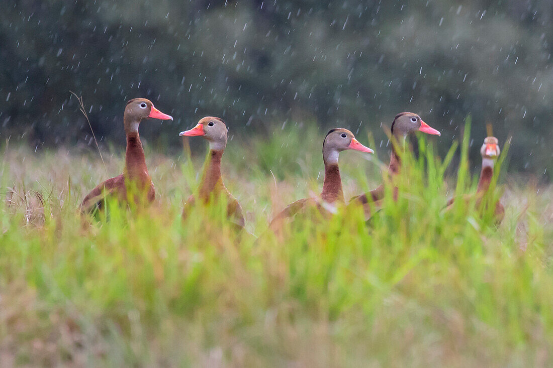 Black-bellied whistling duck in flight